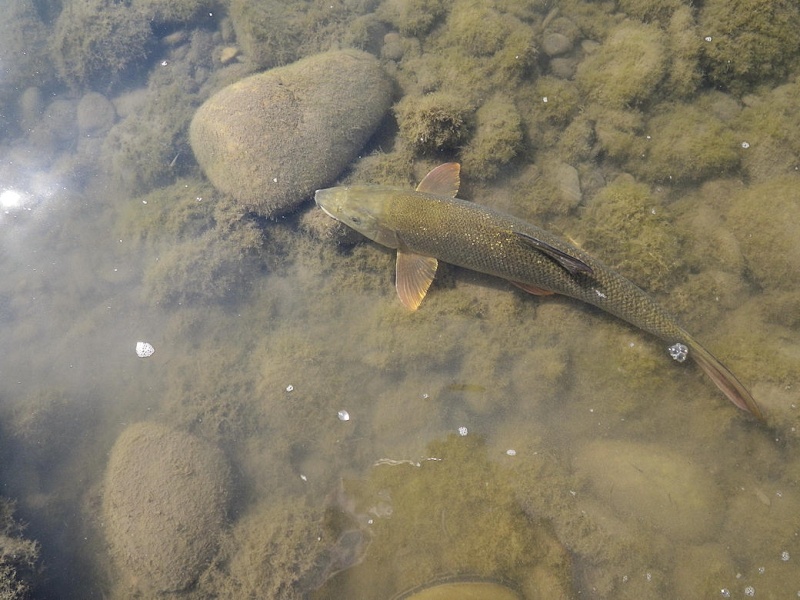 L'alose et le barbeau sur la Durance Barb410