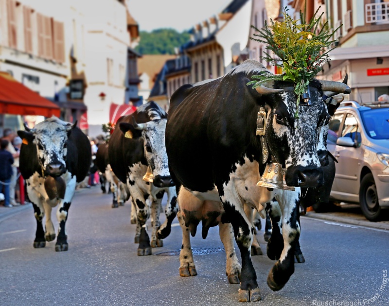 ce samedi/dimanche c'était l'estive chez nous 1v4b2711