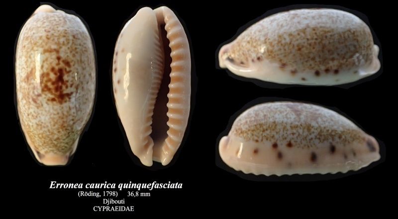 Erronea caurica quinquefasciata (Röding, 1798)  Errone21