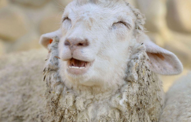 Il insulte ses moutons, une association porte plainte 648x4115