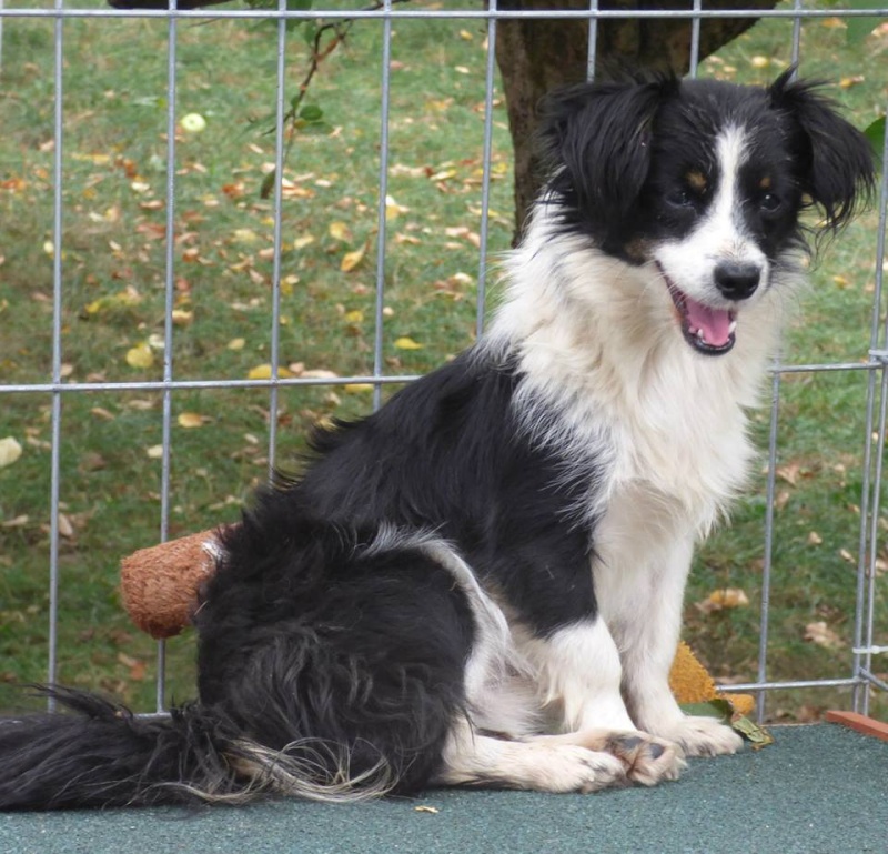 BOTE: mâle croisé papillon, petite taille(Pascani)-REMEMBER ME LAND - adopté par Nadine (Belgique) 11056610