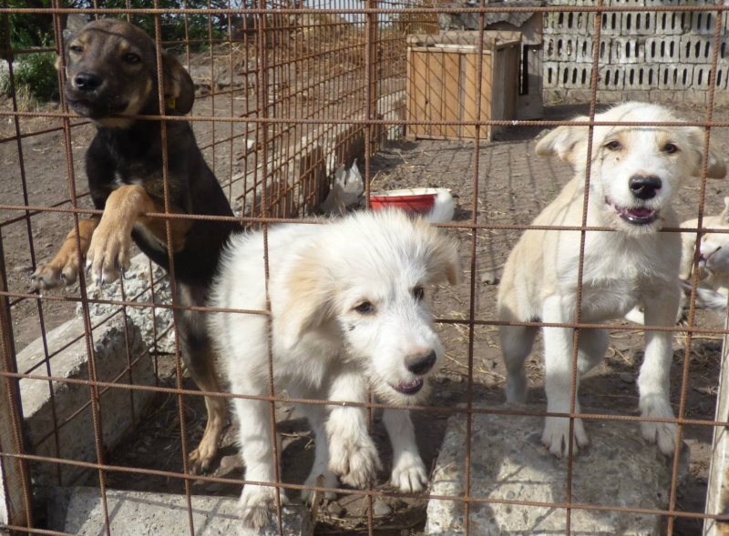 MILO - jeune mâle, né environ en mars 2015 (Pascani) - adopté par Hilda (Belgique) 11084111