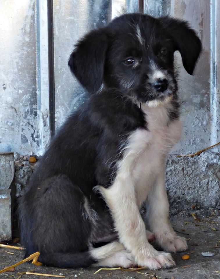 PERLE (ex BLACK PEARL), chiot femelle, née en juin 2015 (Pascani)-REMEMBER ME LAND - adoptée par Sonia dans le 57 11666210