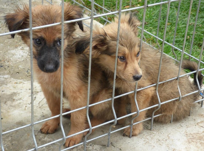 OFFEE [ex COFFEE], chiot femelle, née en juin 2015 (Pascani) - adoptée par Gabrielle (Belgique ) 11960010