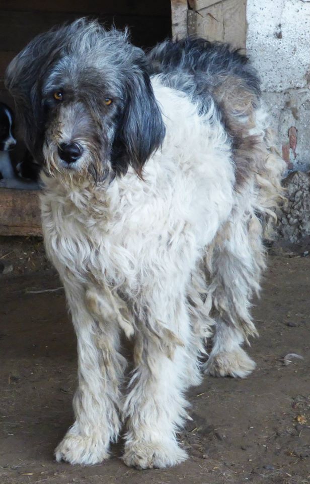 NANNY, femelle croisée berger mioritic taille moyenne à grande (Pascani)- adoptée par Lucienne (Belgique) 12017510