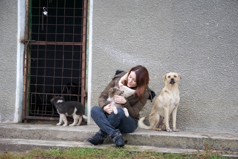NOUGAT, chiot mâle né en août 2015 - (Pascani)-REMEMBER ME LAND- décédé 12022311