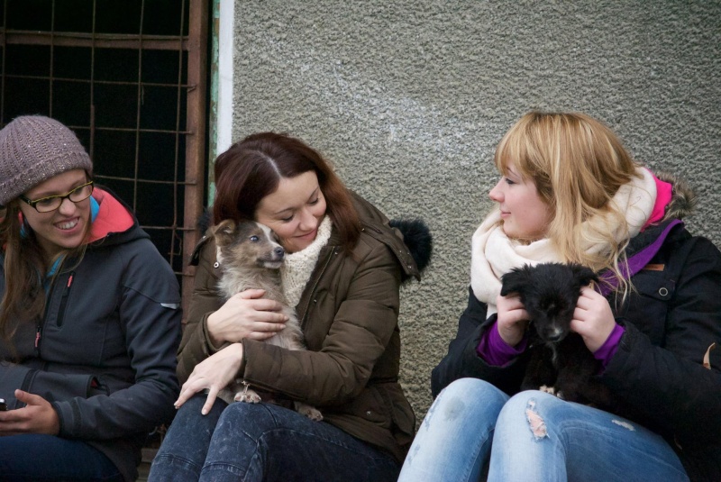 NOUGAT, chiot mâle né en août 2015 - (Pascani)-REMEMBER ME LAND- décédé 12022611