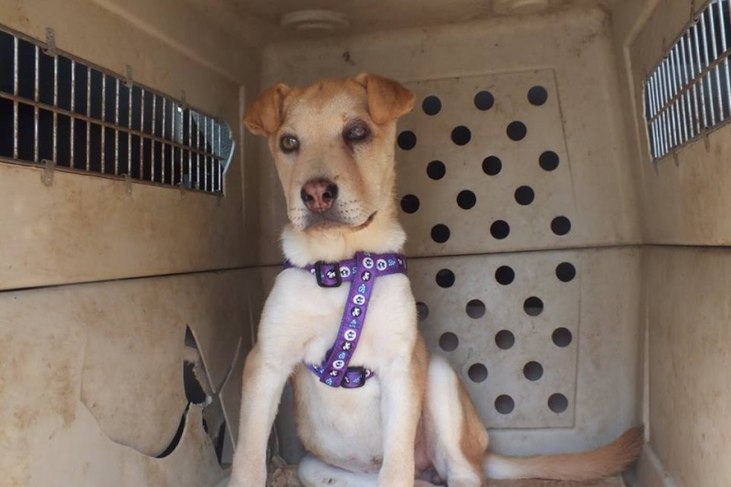 SASHA , chiot femelle née en mai 2015, croisée Shar pei (ALINA et ANDA)- adoptée par sophie vandevoorde (belgique) 12033010