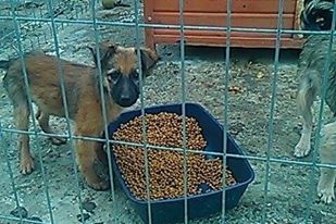 OFFEE [ex COFFEE], chiot femelle, née en juin 2015 (Pascani) - adoptée par Gabrielle (Belgique ) 12077311