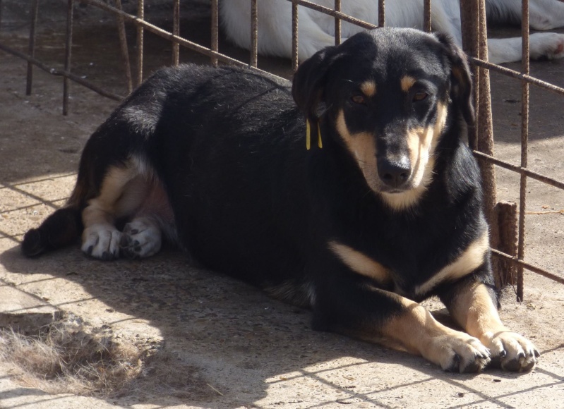 BELIA - Femelle croisée taille petite à moyenne environ 5 ans (PASCANI) - REMEMBER ME LAND- adoptée par Vanessa (Belgique) 12186411