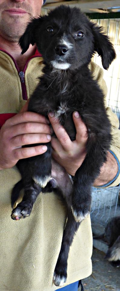 SHADOW, chiot femelle, née en août 2015 (Pascani)-REMEMBER ME LAND- adoptée par Vinciane G. (Belgique) 12187711