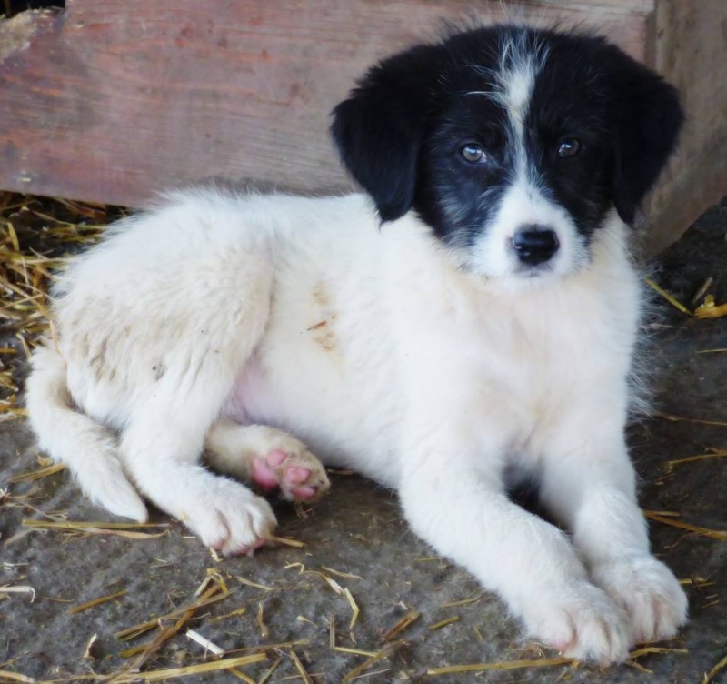 LOUKE (ex Buster) , chiot mâle, né en juin 2015 (Pascani) - Adopté par Lydia (depart84) 12196216