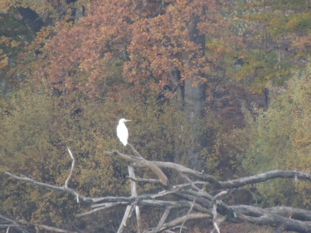 Ballade d'automne . Dscn4918