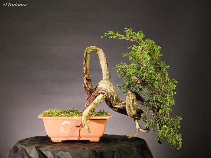juniperus sabina -  DRAGON BLOOM Dscf1610