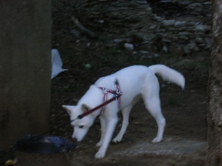 TIPSIE X HUSKY 15 MOIS  sous contrat L'EDEN VALLEE REF (07) ADOPTEE Dscn0413