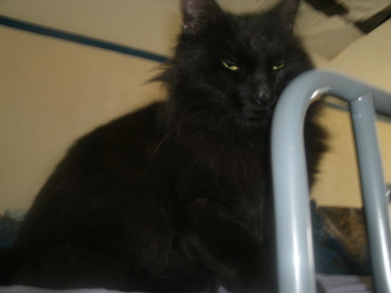 Noé, chat noir poils mi-longs, 3 ans Gedc0012