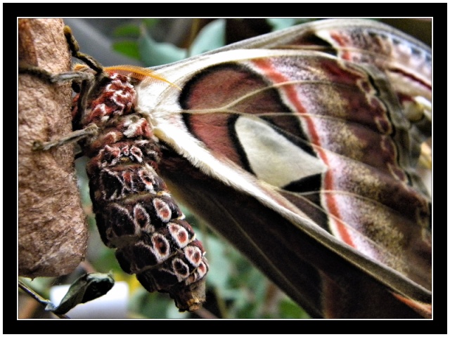 Attacus Atlas Attacu11