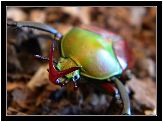 [Suivi ] Eudicella aethiopica Eudice13