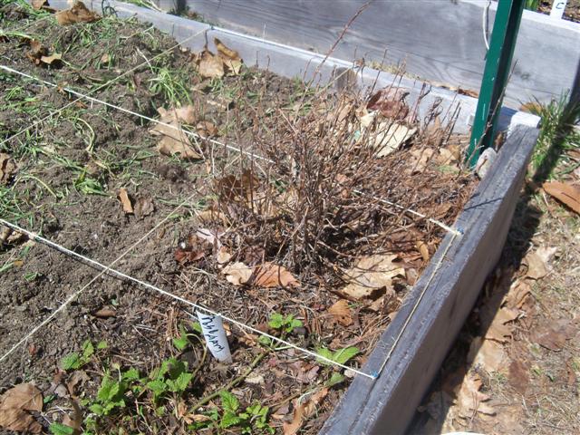 Help needed re: Rosemary 04-19-10