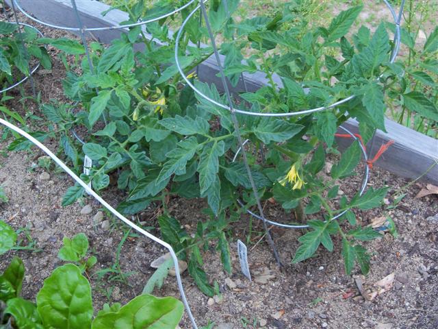 Help with Romas 05-26-10