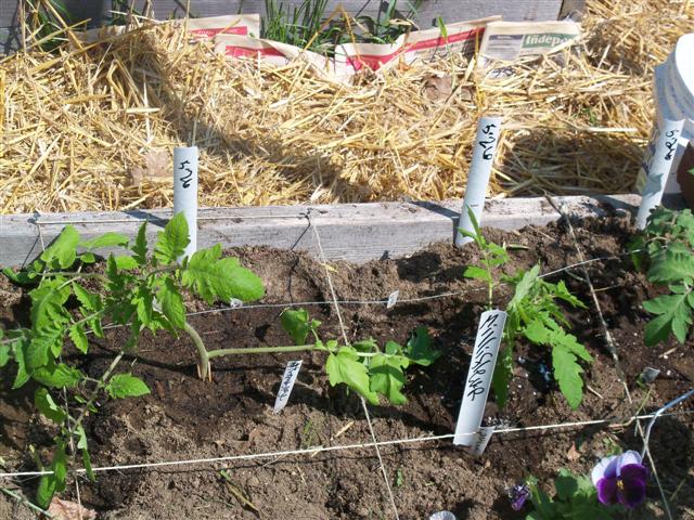 I transplanted tomatoes today. 05-26-11