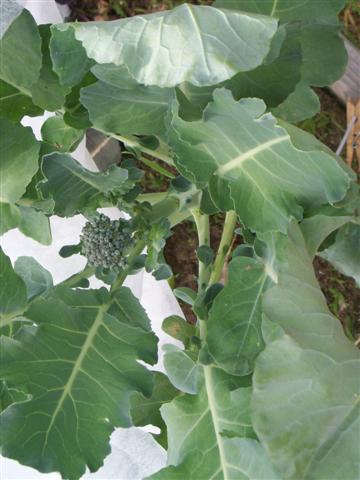 Broccoli, ready for harvest? 06-07-18