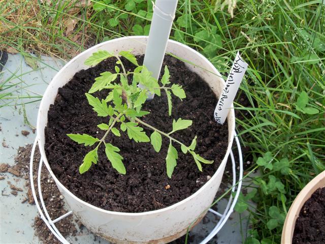 Need help please!  Best way to plant indeterminate tomatos? 06-08-10