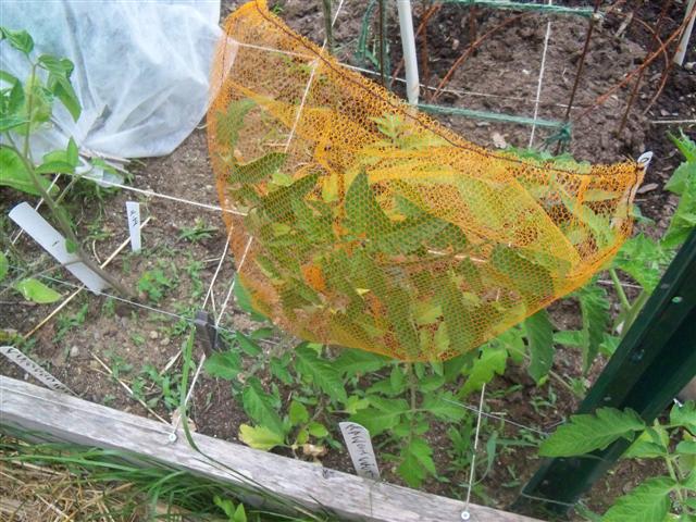 isolation for pepper plants 06-11-10