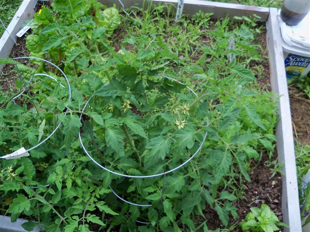 Need help please!  Best way to plant indeterminate tomatos? 06-12-12