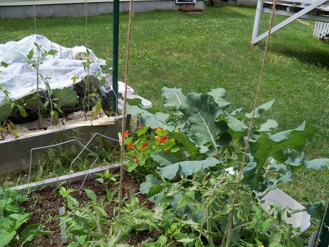 Tomato trellis for indeterminate tomato 06-25-10