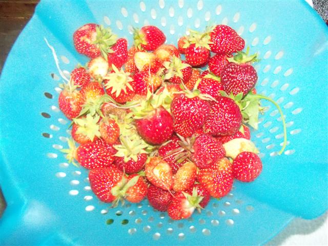 My strawberry taste test! 06-26-10