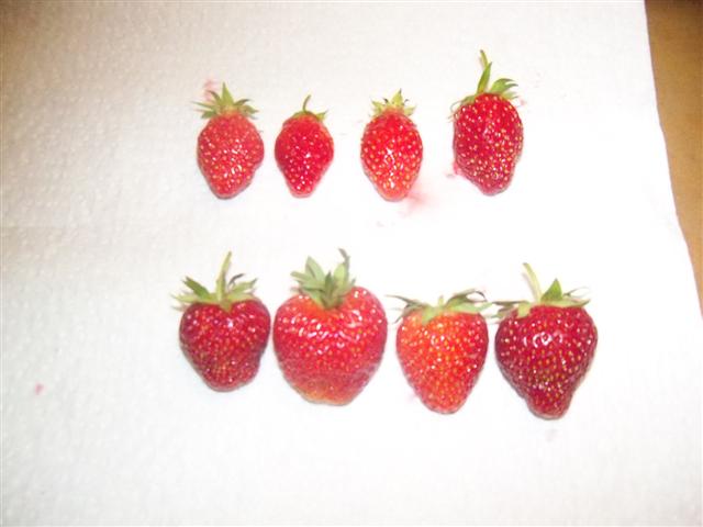 My strawberry taste test! 06-26-11