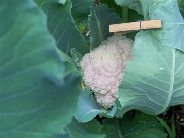 Cauliflower 06-28-12