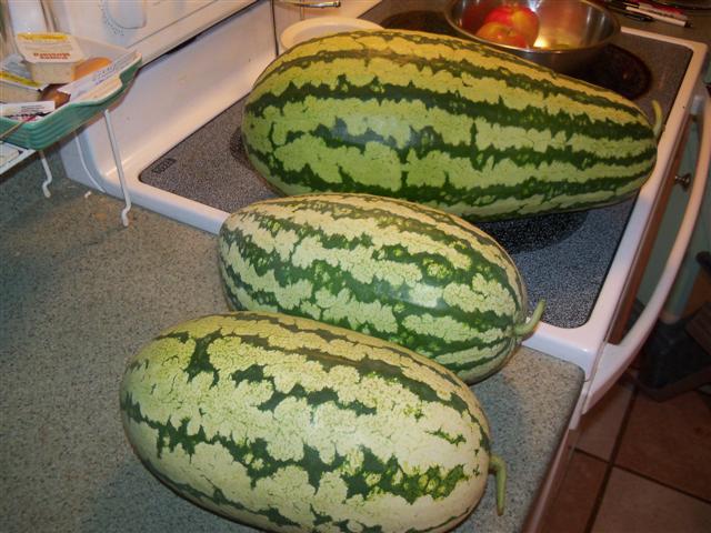 Harvested what I could before Earl arrives tomorrow. 09-03-10