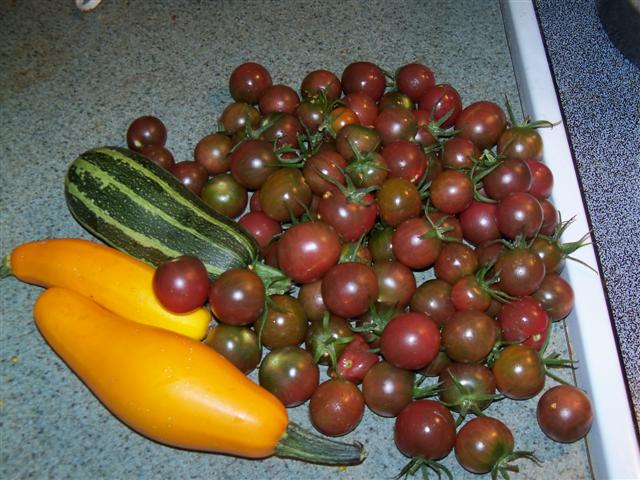Harvested what I could before Earl arrives tomorrow. 09-03-11