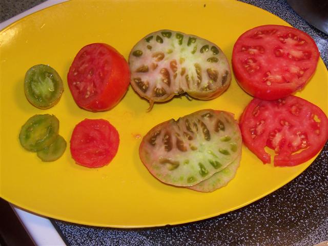 I taste-tested tomatoes today... 09-09-10