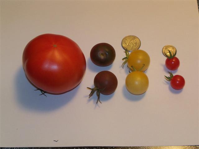 I taste-tested tomatoes today... 09-10-10
