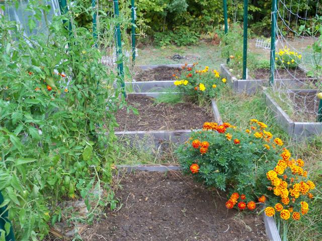 Prepping my beds for winter's rest. 09-26-12