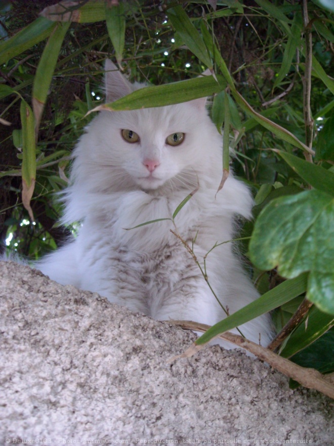 Des photos de tous les animaux que vous aimez - Page 2 56183410