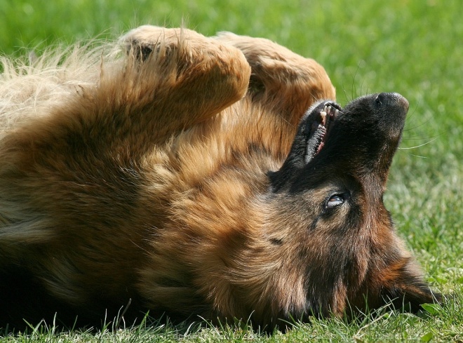 Des photos de tous les animaux que vous aimez - Page 3 56382911