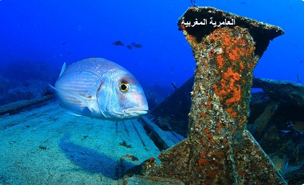 صور أفخم الأسماك هو سمك الذهبي بالدارجة المغربية المحرقصة بالإسبانية DORADAS 711