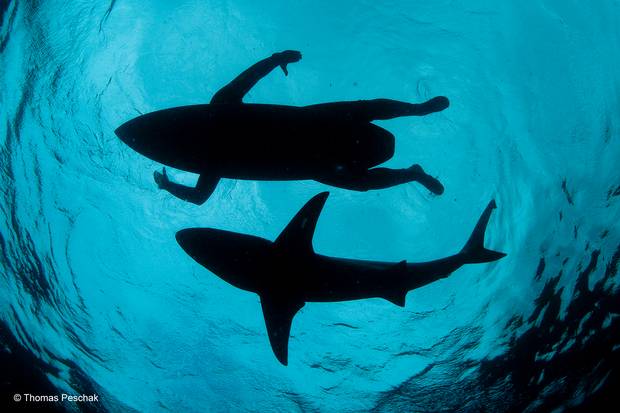صورة 2015 القرش يتلاعب مع لاعبي الأمواج The_sh10