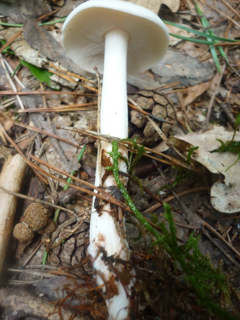 Les champignons comestibles pour débutants au fil des saisons (Belgique) - Page 3 P1050111