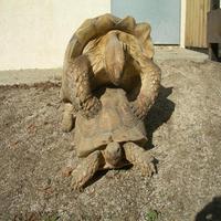 ma famille sulcata Accoup10