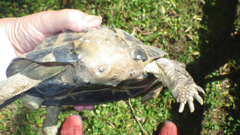 tortue accidentée Andre_13