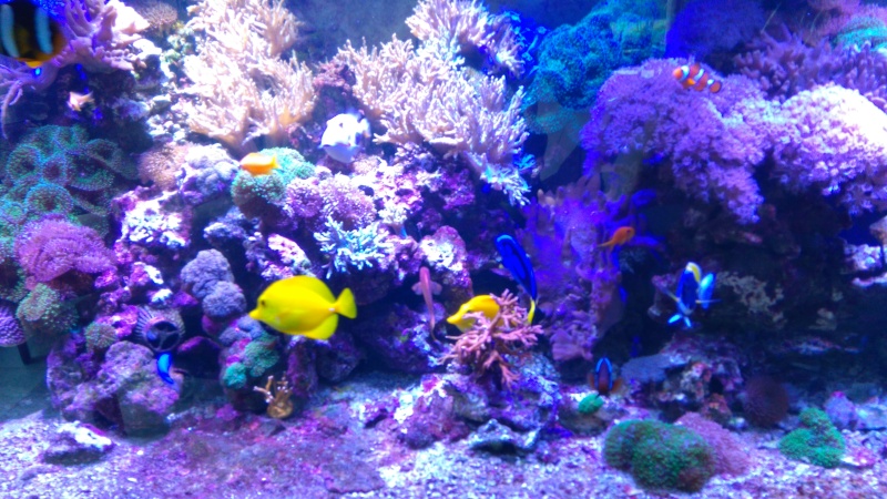 quelque photos de mon aquarium de 1400 Let le quart de rond de 250 L Dsc_0116