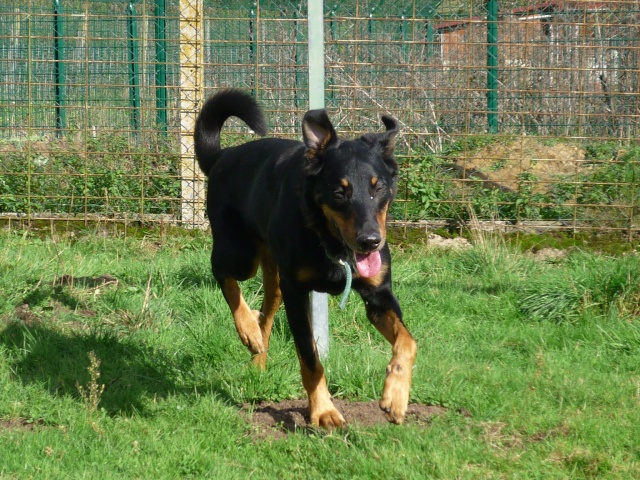 TIGO (croisé beauceron) - Page 3 P1140815