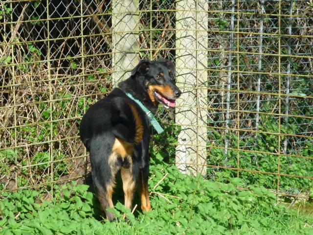 TIGO (croisé beauceron) - Page 3 P1140819