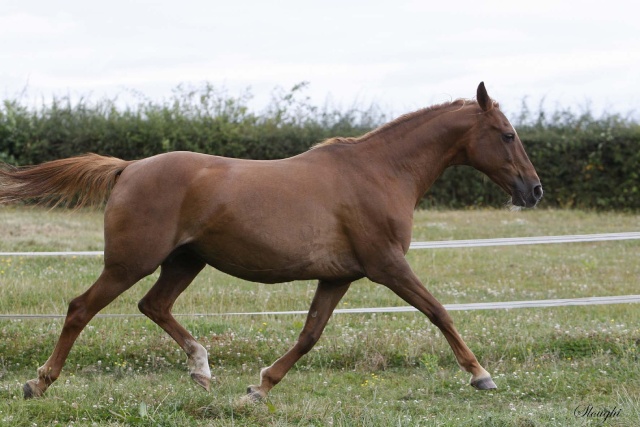 les futurs poulains de 2011 111