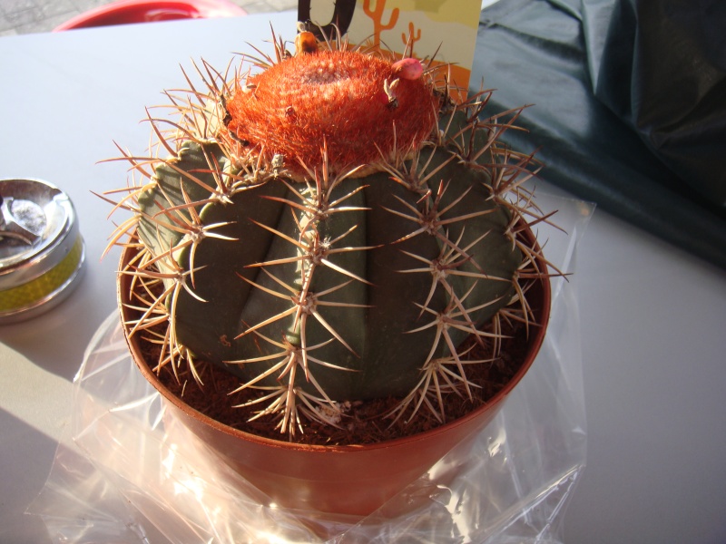 Melocactus maxonii Dsc00757